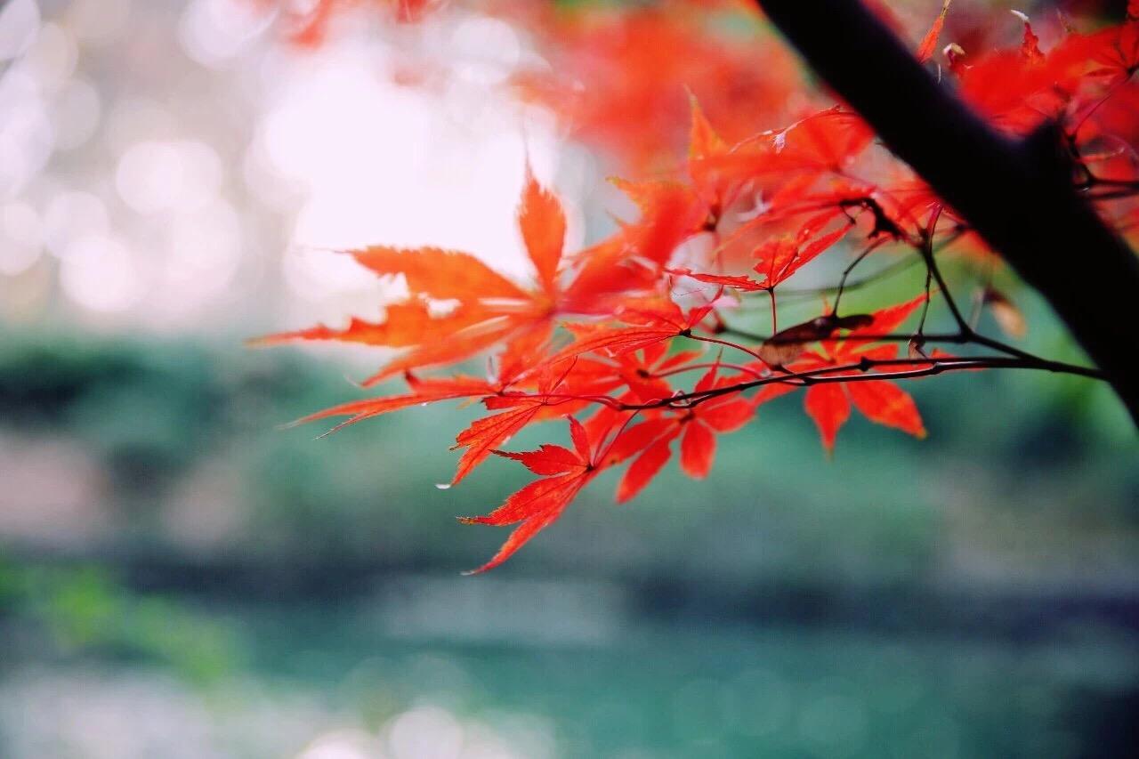 秋雨壁纸安卓版安卓壁纸电脑版下载-第2张图片-太平洋在线下载