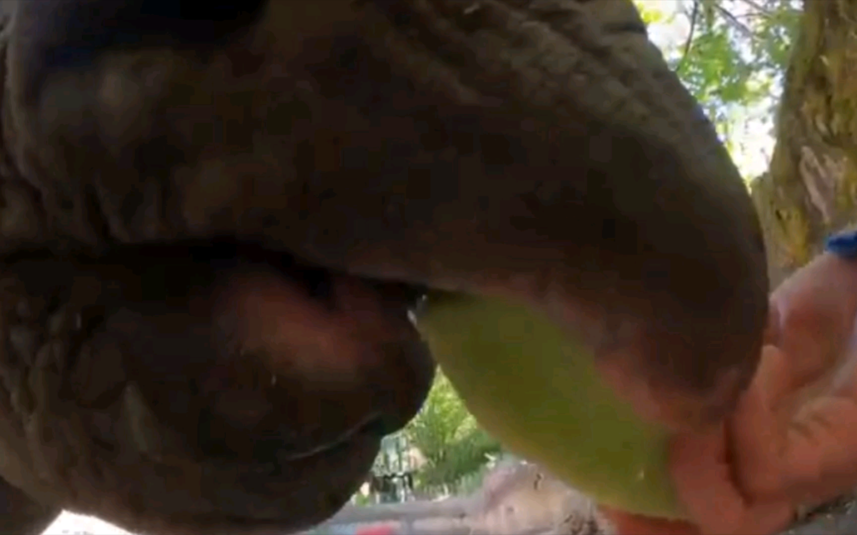 苹果版犀牛自动保存rhino自动保存的文件在哪里