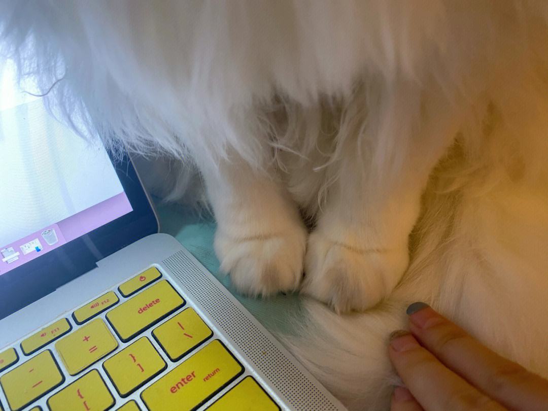 猫咪键盘苹果版桌面猫咪键盘ui超时怎么回事