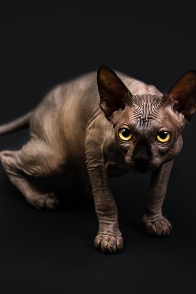 猫咪苹果版叫什么怎么才能找到猫咪官网